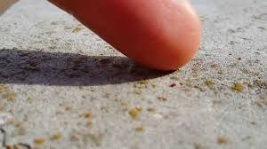 Clover Mites Are The Tiny Red Bugs On Concrete Cement That We See In The Spring These Little Red Or Orange Bugs C Clover Mites Red Insects Insect Prevention