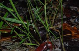 Image result for Steinchisma laxum