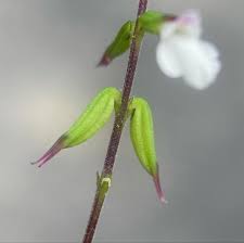 Image result for Phrymaceae