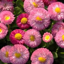 Image result for Bellis