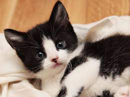 Katzen babys, finden sie, was sie zu den 141 anzeigen katzen babys zum besten preis sind. Wo Kann Man Katzenbabys Kaufen