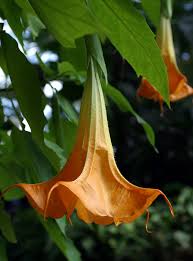 Image result for Brugmansia