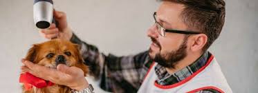 De beste waterblazer hond (top 5)