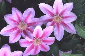 A number of plants and flowers can be safely planted around dogs, but we'll discuss nine of the best options for dog owners below. Clematis Is Toxic To Dogs Pet Poison Helpline