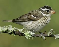 Big Black Birds In Missouri Rose Breasted Grosbeak Audubon Field Guide Female Backyard Birds Missouri Birds Common Birds