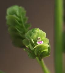 Image result for Justicia tenella