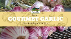 If you can plant it now, i would put it into the ground. Visit Floyd Virginia Gourmet Garlic From Planting To Your Plate