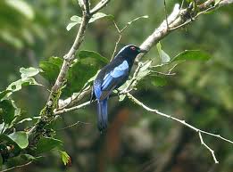 Black Bird With White Tail Philippines Philippine Fairy Bluebird Irena Cyanogastra Hoogstraali Locality Picop Forest Bisling Surigao Del Sur Province Mindanao Blue Bird Pet Birds Philippine