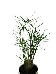 Image result for Cyperus platycaulis