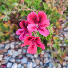 Image result for Hermannia kirkii