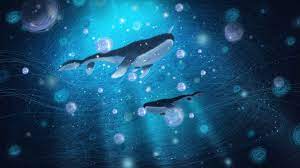 pin on dolphin pics