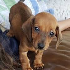 Menninger has purchased a second building and will be starting the family pet clinic ~ 2 ! Family Pet Care 14 Photos Veterinarians 22001 E Limestone Rd Toney Al Phone Number Yelp