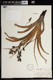 Image result for Hypoxis parvifolia