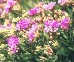 Image result for Vernonia glabra