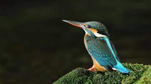 Hd Birds Ile Ilgili Gorsel Sonucu Bird Wallpaper Birds Wallpaper Hd Beautiful Bird Wallpaper