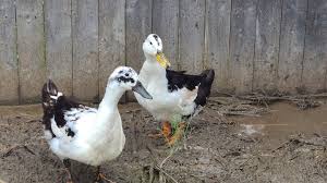 That is a pretty impressive number and gives you a dependable source of eggs too. My New Magpie Ducks Duck