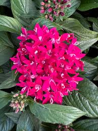 Image result for Pentas bussei