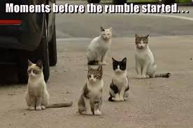 The Calm Before The Storm Lolcats Lol Cat Memes Funny Cats Funny Cat Pictures With Words On Them Funny Pictures Lol Cat Memes Lol Cats