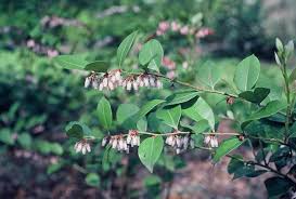 Image result for Rawsonia lucida