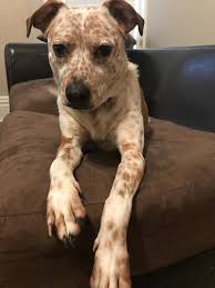 Check spelling or type a new query. Tommy S Dna Results Are In This Is What A Pit Bull Dachshund Boston Terrier Boxer Mix Looks Like Dogpictures