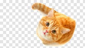 They are more commonly called orange, ginger, marmalade, yellow, butter, caramel, or butterscotch. British Shorthair Kitten Munchkin Cat Himalayan Tabby European Transparent Png
