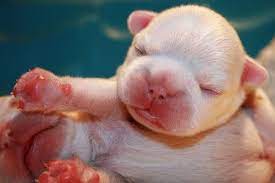 French Bulldog Newborn Puppy Newborn Puppies Bulldog Puppies Puppies