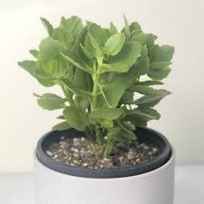 Image result for Kalanchoe dyeri