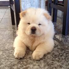 Dog And Babydog Catdog Diyhome Dogdog And Puppypet Dogsdog Atecute Dogdogs Lovediys For Dogsdog Videosdog Healthdog Home Id In 2020 Cute Dogs Chow Chow Puppy Baby Dogs