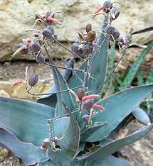 Image result for Aloe wollastonii