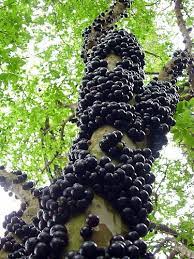 As fruits go, this one is pretty remarkable. Jabuticaba Fruit Tree Plant 6 Pot Myrciaria Tree That Fruits On It S Trunk Buy Online In United Arab Emirates At Desertcart Ae Productid 19123174