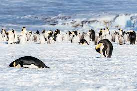 Emperor penguins are black and white like all penguins but the sides of their neck are golden. Emperor Penguin Facts Pictures More About Emperor Penguin
