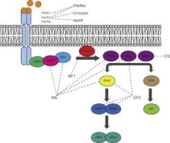 Noonan Syndrome With Multiple Lentigines An Overview Sciencedirect Topics