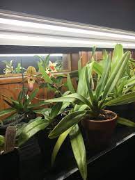 Maybe you would like to learn more about one of these? Orchids Forum Growing Orchids Under Lights Garden Org
