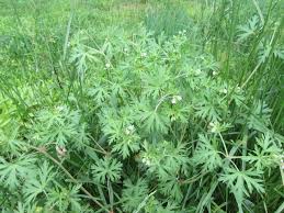 Image result for Geraniaceae