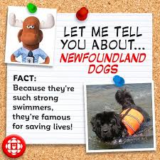 Quality saint bernard and newfoundland puppies for sale at affordable prices. 5 Things You Didn T Know About The Newfoundland Dog Explore Awesome Activities Fun Facts Cbc Kids