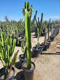 Image result for Euphorbia ingens