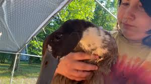 Update: my male magpie just tried mating with them. Also my boy swedish has  a drake curl and a green bill just not this one they are both 5.5 months  old , My Swedish blue duck has me so confused! ...