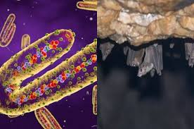 The marburg virus belongs to the same family as ebola, and previously outbreaks have erupted marburg symptoms include high fever and muscle pains, and some patients later bleed through body. Iq2rp4b90f1wkm