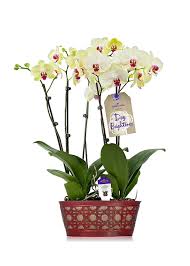 Excellent materials offered with fair prices and first class service. Cheap Yellow Orchid Painting Find Yellow Orchid Painting Deals On Line At Alibaba Com