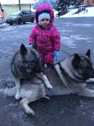 Image result for norský losí pes šedý