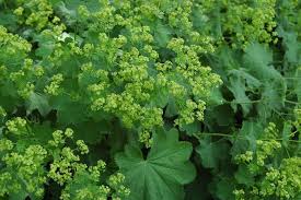 Image result for Alchemilla kiwuensis