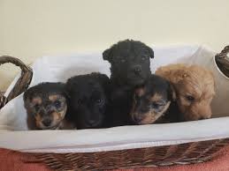 Image result for lakeland teriér