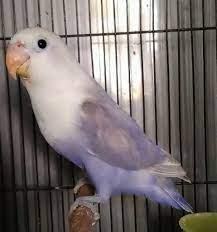 40 update harga murai terbaru kios dapit lovebird sidoarjo. Mengenal Ciri Burung Lb Pasvio Beserta Harganya