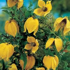 Image result for Clematis costata