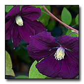 Check spelling or type a new query. Planting And Care Of Clematis