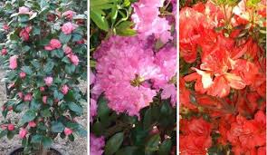 Different shade loving plants will thrive in different shade amount areas. Plants For The Shade Shade Loving Plants London Uk