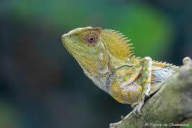 Image result for Chamaeangis