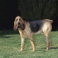 L'objectif de commeuneflèche n'est pas seulement vous donner la solution, mais aussi de vous aider à … Chien De Chasse Courant Liste De Races Ooreka