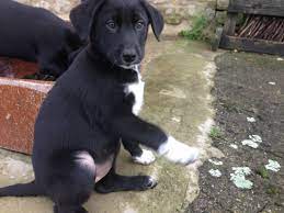 To find out, we'll take a look a the since both labradors and border collies are energetic canines, you may want to look for border collie cross labrador puppies that are a bit. Border Collie Lab Mix Google Lab Mix Puppies Lab Puppies Collie Mix