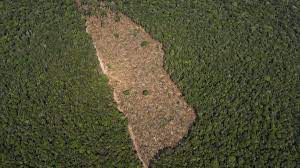 Dies ist zwar nicht korrekt, jedoch bindet der amazonas einen beachtlichen anteil an co2. Brasilien Verbot Des Abbrennens Von Regenwald Zeigt Keine Wirkung Politik